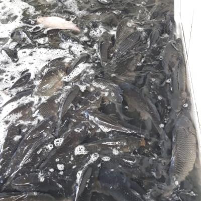 Whatsapp Image 2018 11 01 At 16.09.31